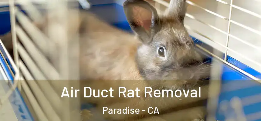 Air Duct Rat Removal Paradise - CA